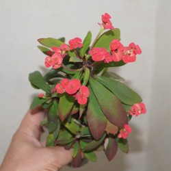 Euphorbia milii Red - Молочай Миля
