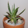 Agave filifera - Агава нитеносная