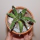 Агава нитеносная Agave filifera