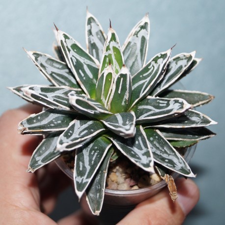 Agave victoriae regine Himesanoyuki