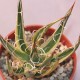 Agave leopoldii variegata