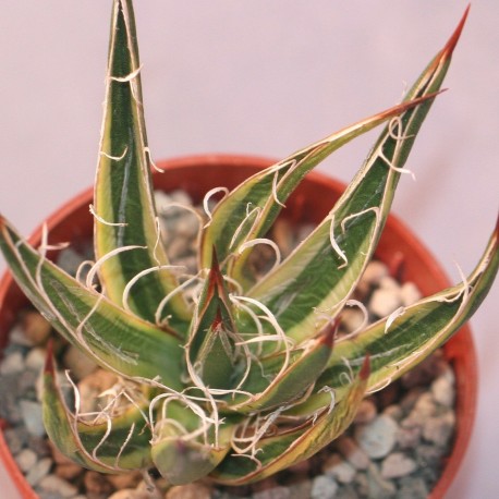 Agave leopoldii variegata