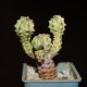 Euphorbia mosaica