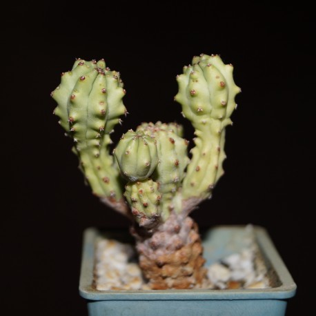 Euphorbia mosaica