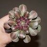 2402 Aeonium Pink Witch variegata