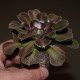 Aeonium ex China variegata