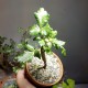 Bursera hindsiana