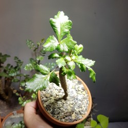 Бурсера Bursera hindsiana - Галерея