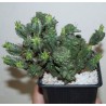 2402 Euphorbia polygona monstrosa - черенок