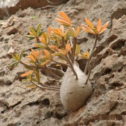 Dorstenia gigas
