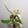 Euphorbia delphinensis - черенок
