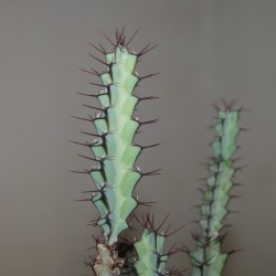 Euphorbia greenwayi