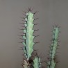 Euphorbia greenwayi - черенок