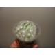 Mammillaria plumosa