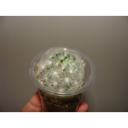 Mammillaria plumosa