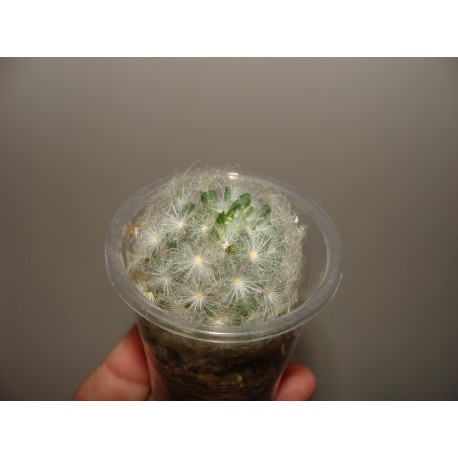 Mammillaria plumosa