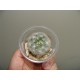 Mammillaria plumosa