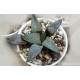 Haworthia comptoniana