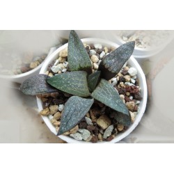 Haworthia comptoniana