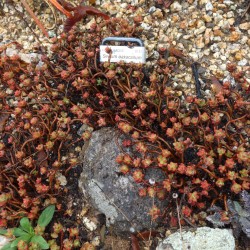 ъ26 Седум Sedum oaxacanum - Галерея