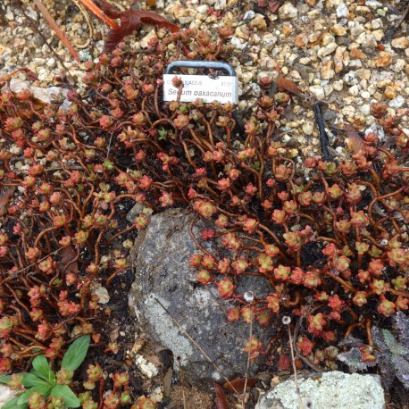 Sedum oaxacanum