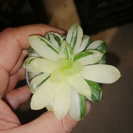 Haworthia obtusa Marin REVERSE variegata