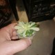 Haworthia obtusa Marin REVERSE variegata