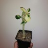 Adenium obesum variegata White Leaves