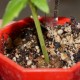 Dorstenia cuspidata каудексная