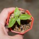 Dorstenia cuspidata каудексная