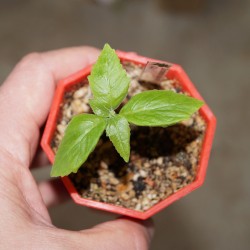 ъ26 Дорстения Dorstenia cuspidata каудексная - Галерея