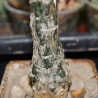 Adenia epigea
