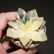 Хавортия Haworthia obtusa variegata Grape