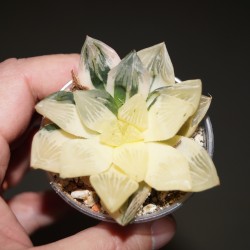 Хавортия Haworthia obtusa variegata Grape