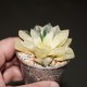 Хавортия Haworthia obtusa variegata Grape