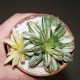Хавортия Haworthia obtusa variegata - Коллекция