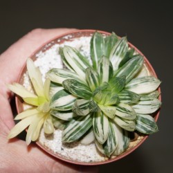 ъ26 Хавортия Haworthia obtusa variegata - Галерея