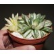 Хавортия Haworthia obtusa variegata - Коллекция