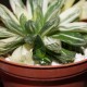 Хавортия Haworthia obtusa variegata - Коллекция