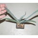 Aloe plicatilis