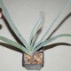 Aloe plicatilis