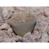 Lithops lesliei
