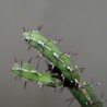 Euphorbia malevola - черенок