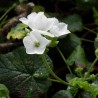 Pelargonium cotyledonis small