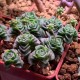 Crassula Dorothy