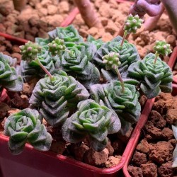 Crassula Dorothy