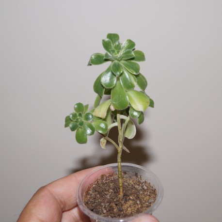 Aeonium Suncup variegata