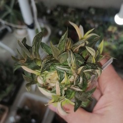 Haworthia Norik variegata