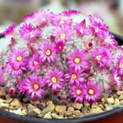 ъ26 Маммиллярия Mammillaria laui dasyacantha