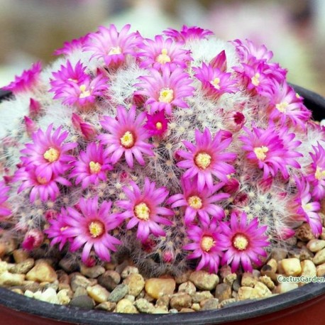 Mammillaria laui dasyacantha